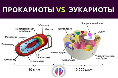 Структура прокариотических и эукариотических клеток