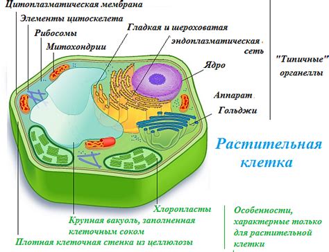 Структура растительного организма