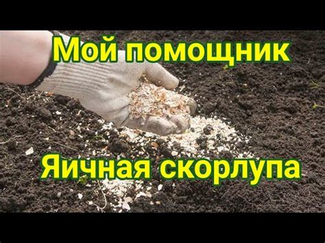 Структура скорлупы