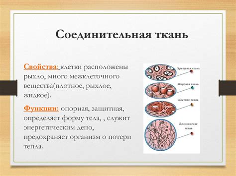 Структура соединительной ткани