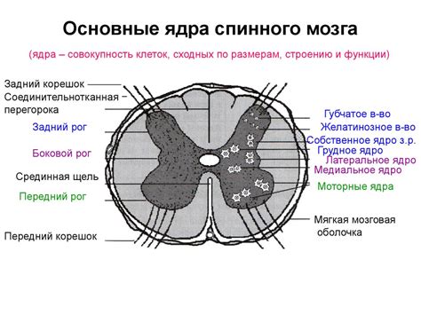 Структура спинного мозга