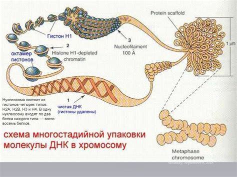 Структура хромосом: первичная и вторичная