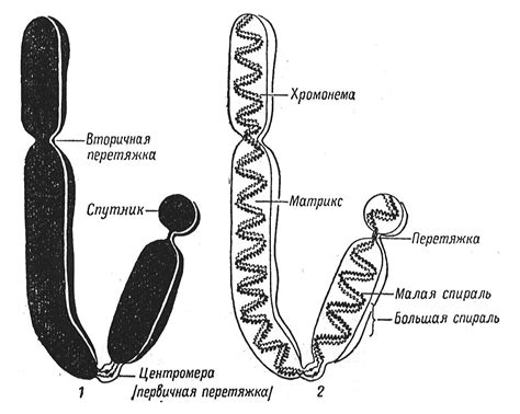 Структура хромосомы определяет ее функцию