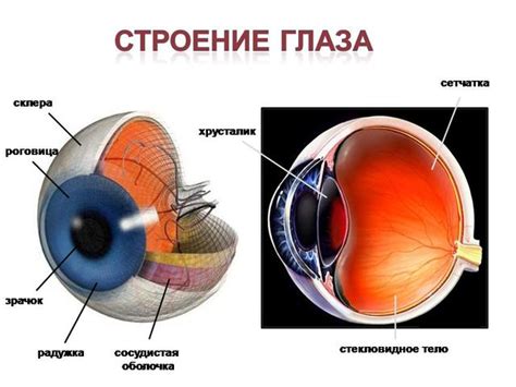 Структура хрусталика глаза человека и его функции