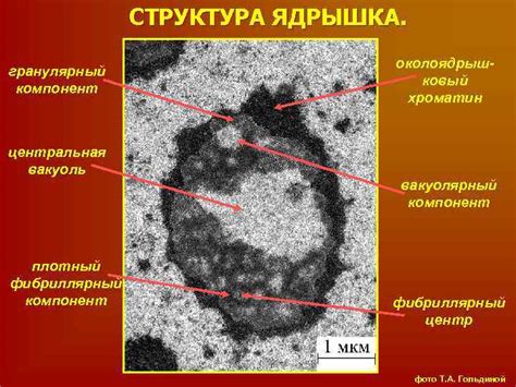 Структура ядрышка