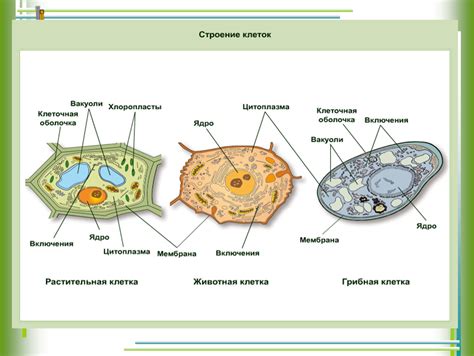 Структурное сходство клеток грибов и животных