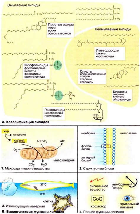 Структурные липиды