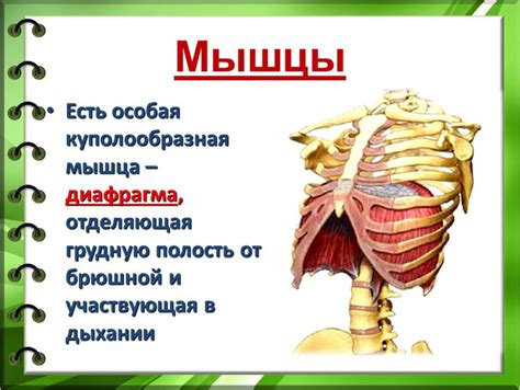 Структуры, отделяющие грудную полость от брюшной: