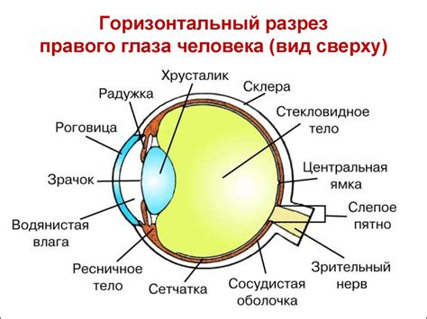 Суеверные значения чесания правого глаза в воскресенье вечером