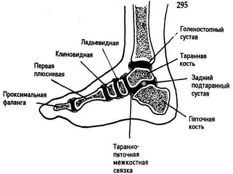 Схема расположения частей стопы