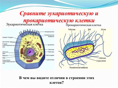 Сходства и различия в строении рибосом прокариот и эукариот