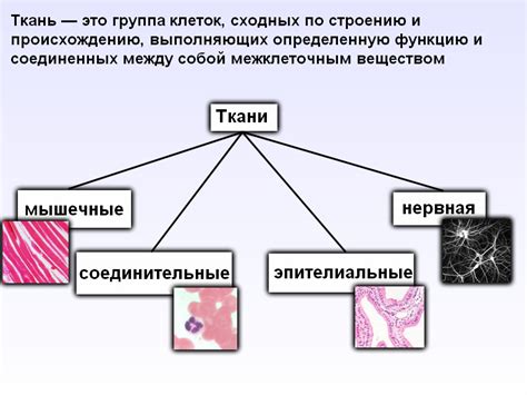 Сходства тканей у животных и человека