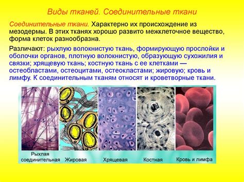 Сходство типов соединительной ткани в организме