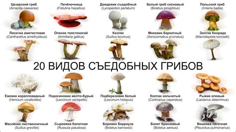 Съедобность гриба и его кулинарное использование