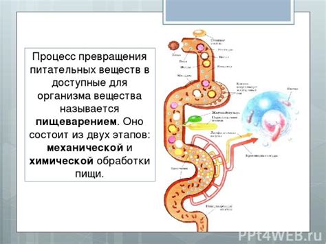 С пищеварением и всасыванием питательных веществ