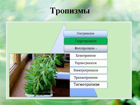 Таксисы и тропизмы в биологии