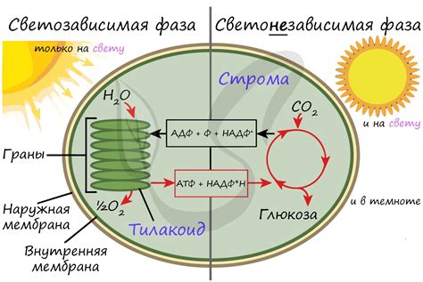 Темновая фаза и энергия