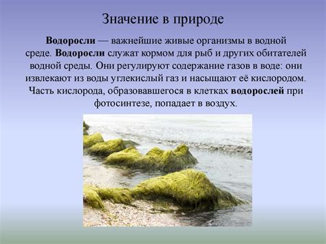 Температура и переход водорослей