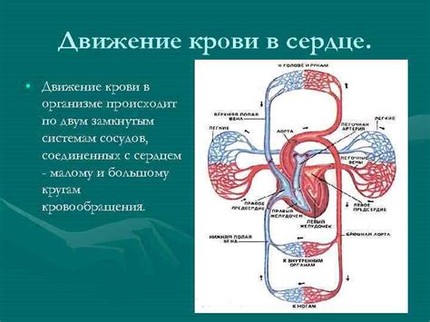 Теория о крови и сердце