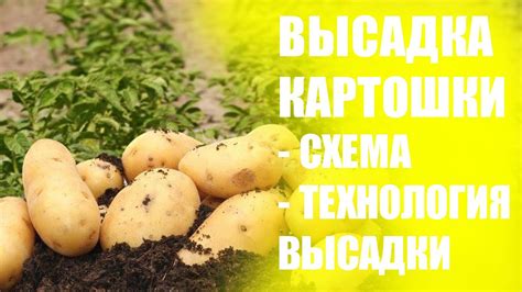 Технология посадки картофеля