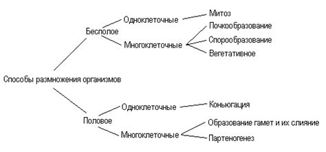 Типы бесполого размножения и их эволюционное значение