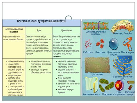 Типы и функции органоидов