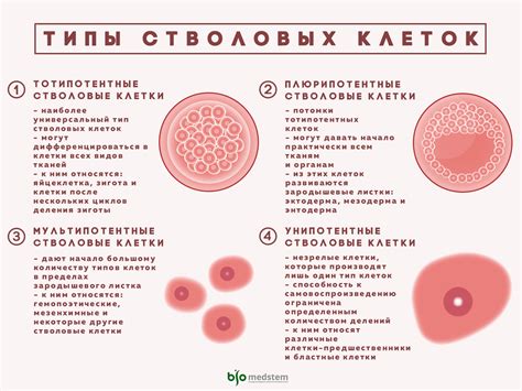 Типы клеток желудочных желез