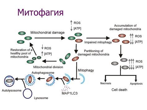 Типы программированной гибели клеток: разнообразие