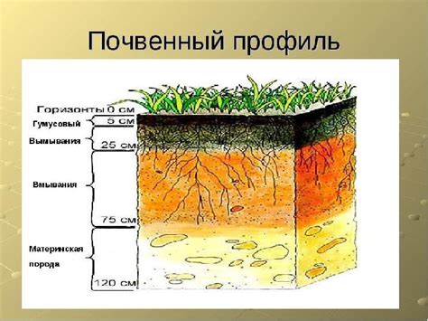 Тип почв и плодородие