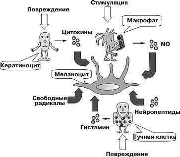 Тирозин: необходимый компонент для синтеза меланина