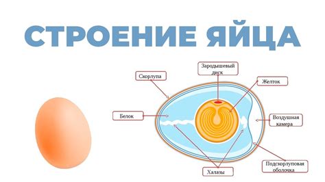 Толкование куриного яйца в сновидении