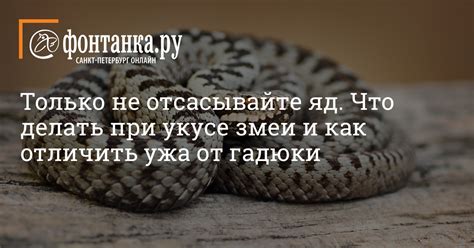 Толкование снов о собственном укусе ужа в руку