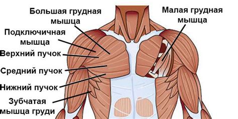 Тонизирующий эффект на мышцы груди