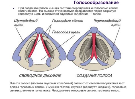 Тон голосовых связок