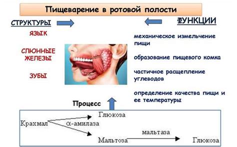 Торможение пищеварительного процесса