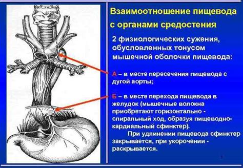 Травма пищевода при некачественном пищеварении