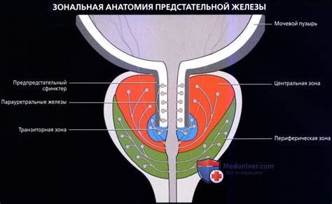 Транзиторная зона предстательной железы: что это такое и какое значение она имеет