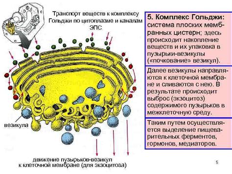 Транспорт веществ в комплексе Гольджи