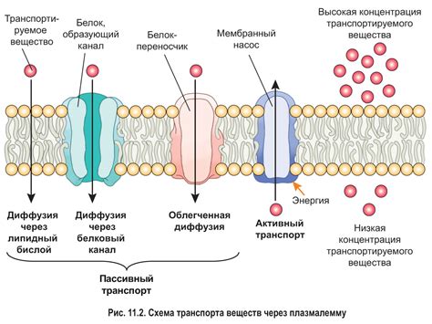 Транспорт внутри клетки