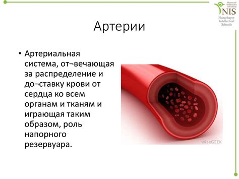 Транспорт крови и питательных веществ