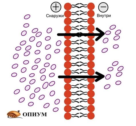 Транспорт через мембрану