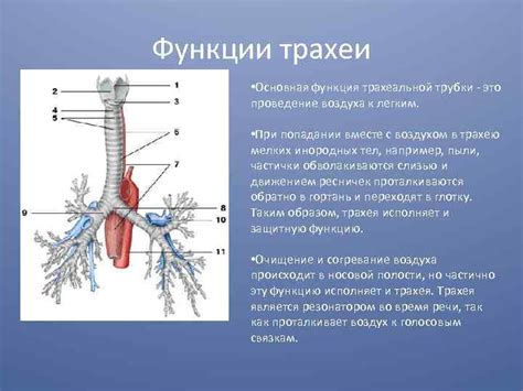 Трахея: состав и функции