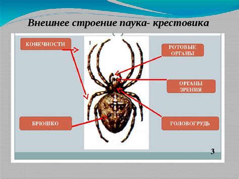 Тревоги и страхи: сон о пауке и его истинное значение