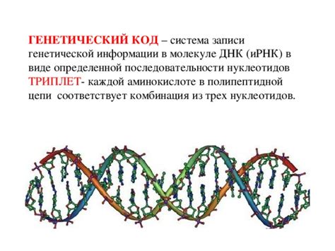 Триплет в молекуле ДНК: роль и значение