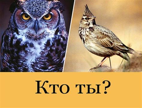 Ты сова или жаворонок?