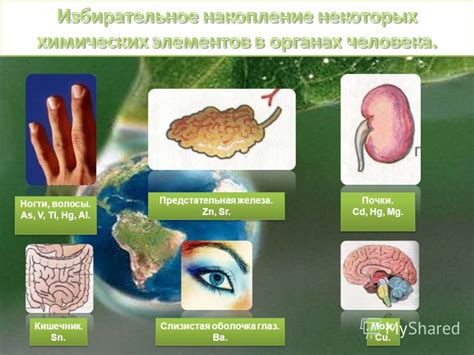 Тяжелые металлы в организме человека: опасность и влияние