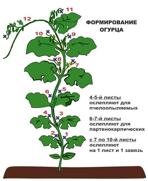 Увеличение числа боковых побегов