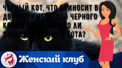 Удача и неудачи: влияние черного кота