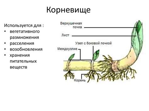 Удивительные открытия на кончике корневища пырея: