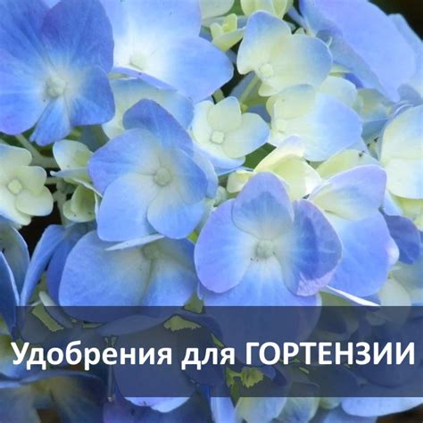 Удобрения для гортензии в июле для лучшего цветения